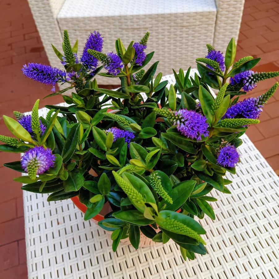 Ca’tronconi Ai Frari *